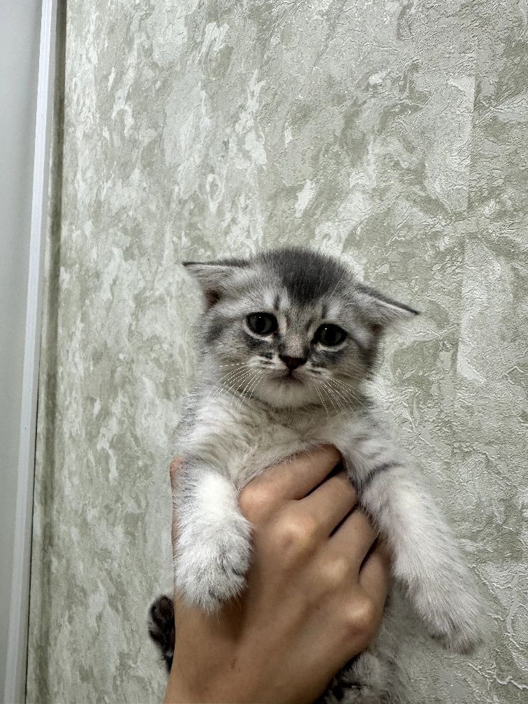 Продается Шотландский чистокровный вислоухий котенок