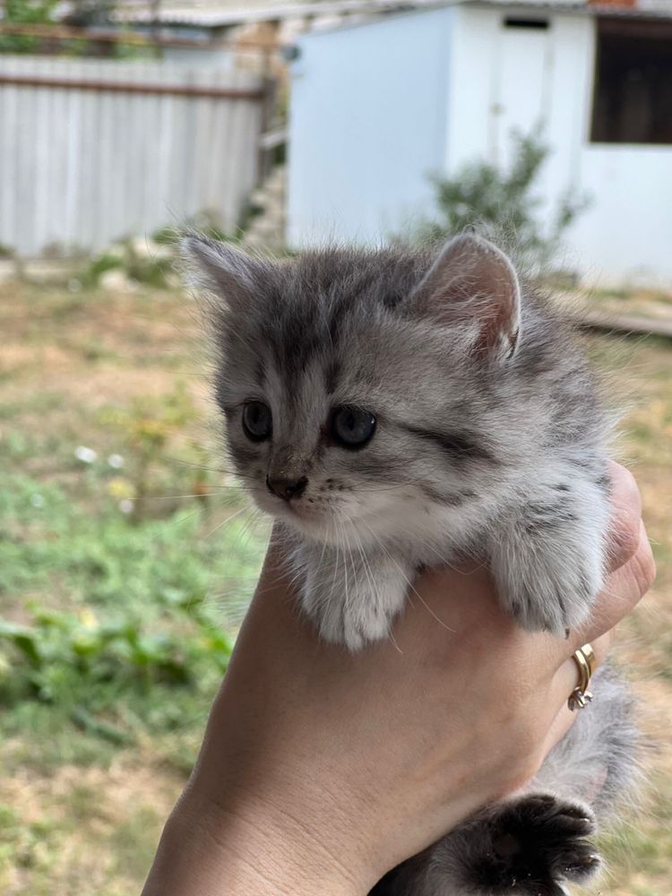 Отдам котенка домашнего в добрые руки