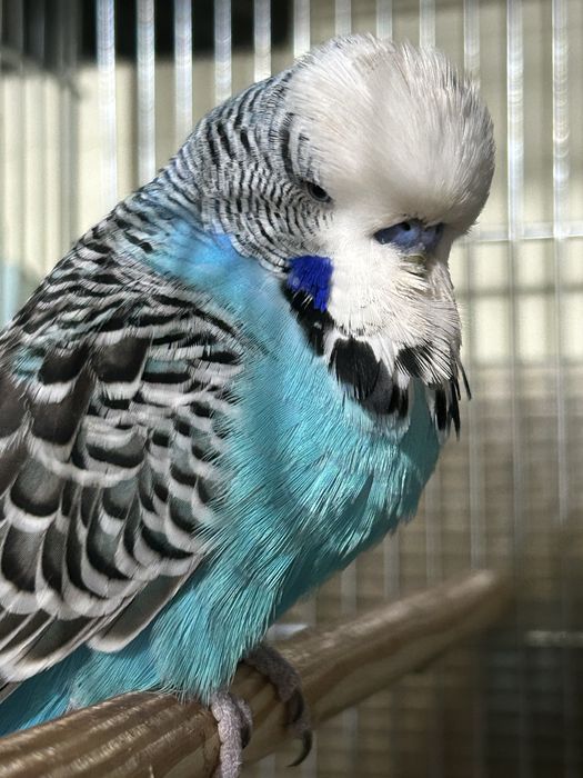 Perusi standard perechi adulti / pui / tineret papagali