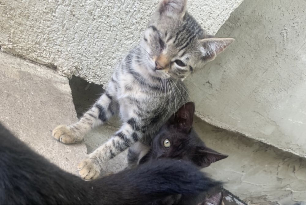 Donez pisoi si pisici