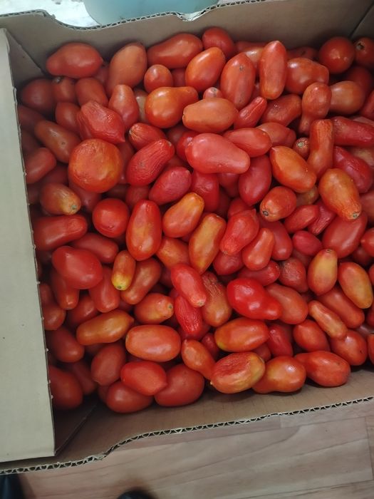 Продам мелкие домашние помидоры