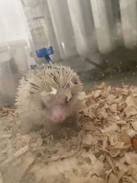 Vand arici african foarte prietenos