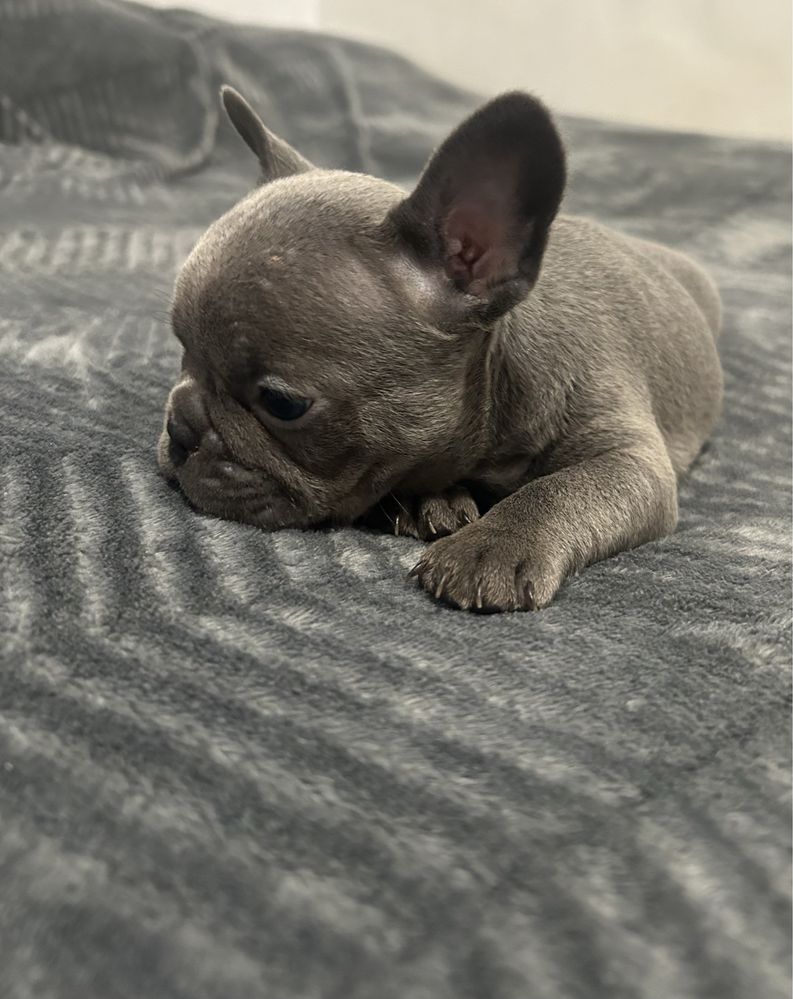 Pui bulldog frances blue/merle