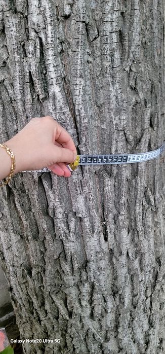 Дерево грецкого ореха