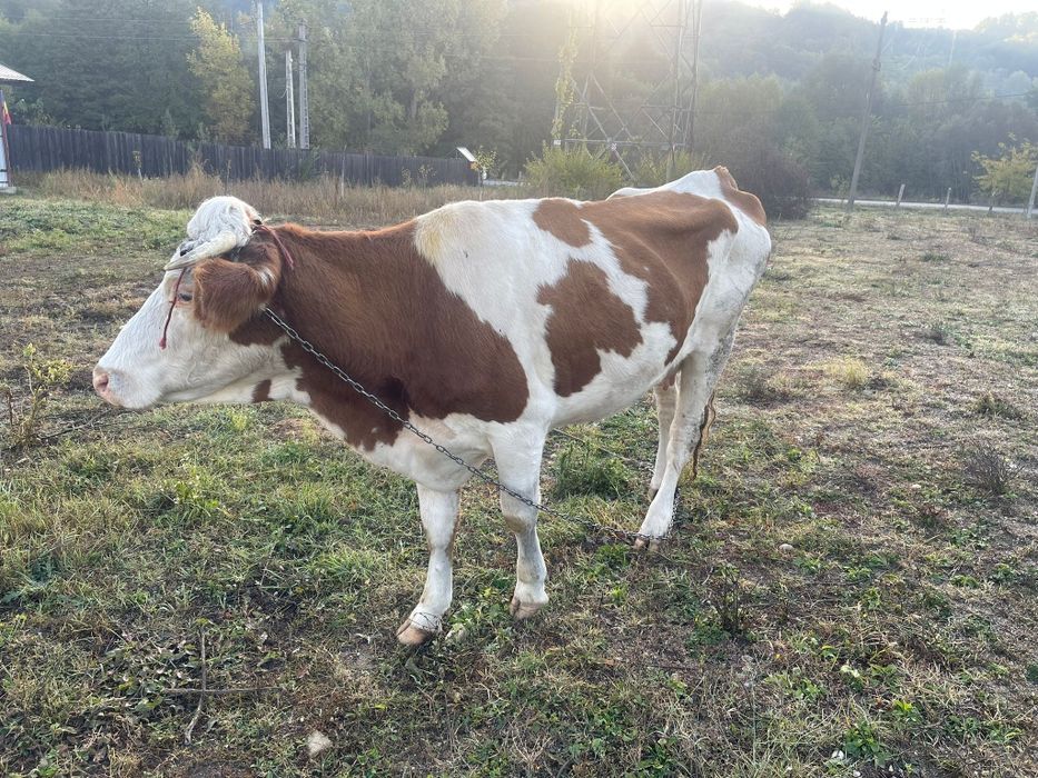 Vand Vaca De Lapte Baltata Romaneasca