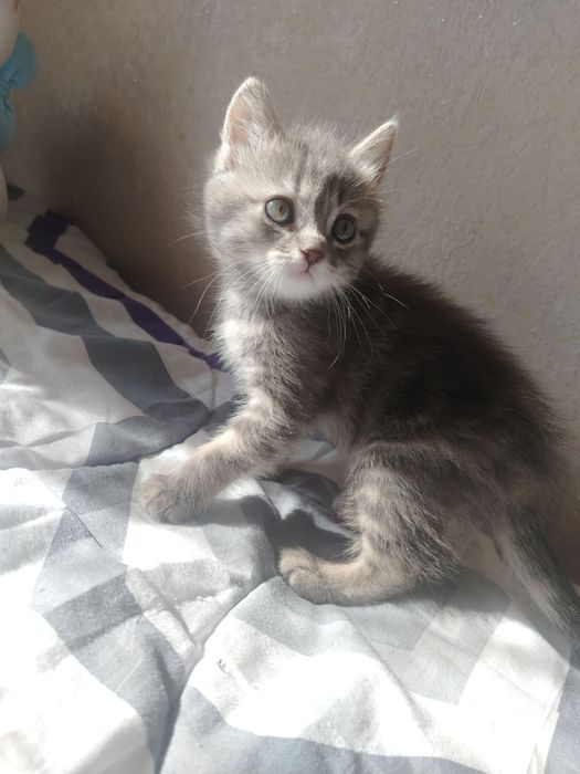 Продаются породистые котятки в любящие и добрые ручки