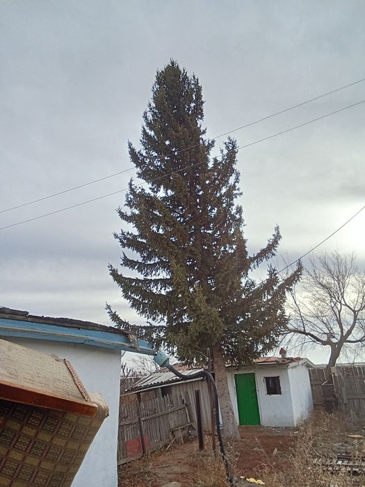 Ель с частного двора