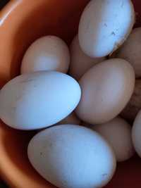 Продам инкубационные гусинные яйца