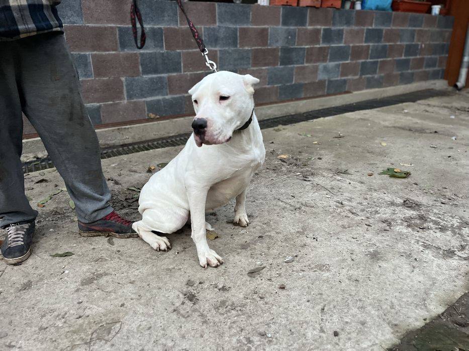 Femela dog argentinian virsta 3 ani