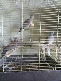 продавам  пауни  сенегалски   кустенуркови  гривеци гвинейски гълъби