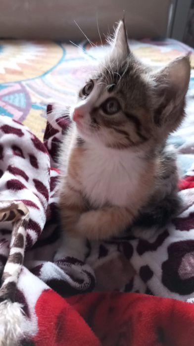 Отдадим домашних котят