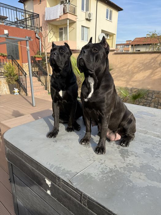 Уникални кученца кане корсо италяно,шоу клас чистокръвни.