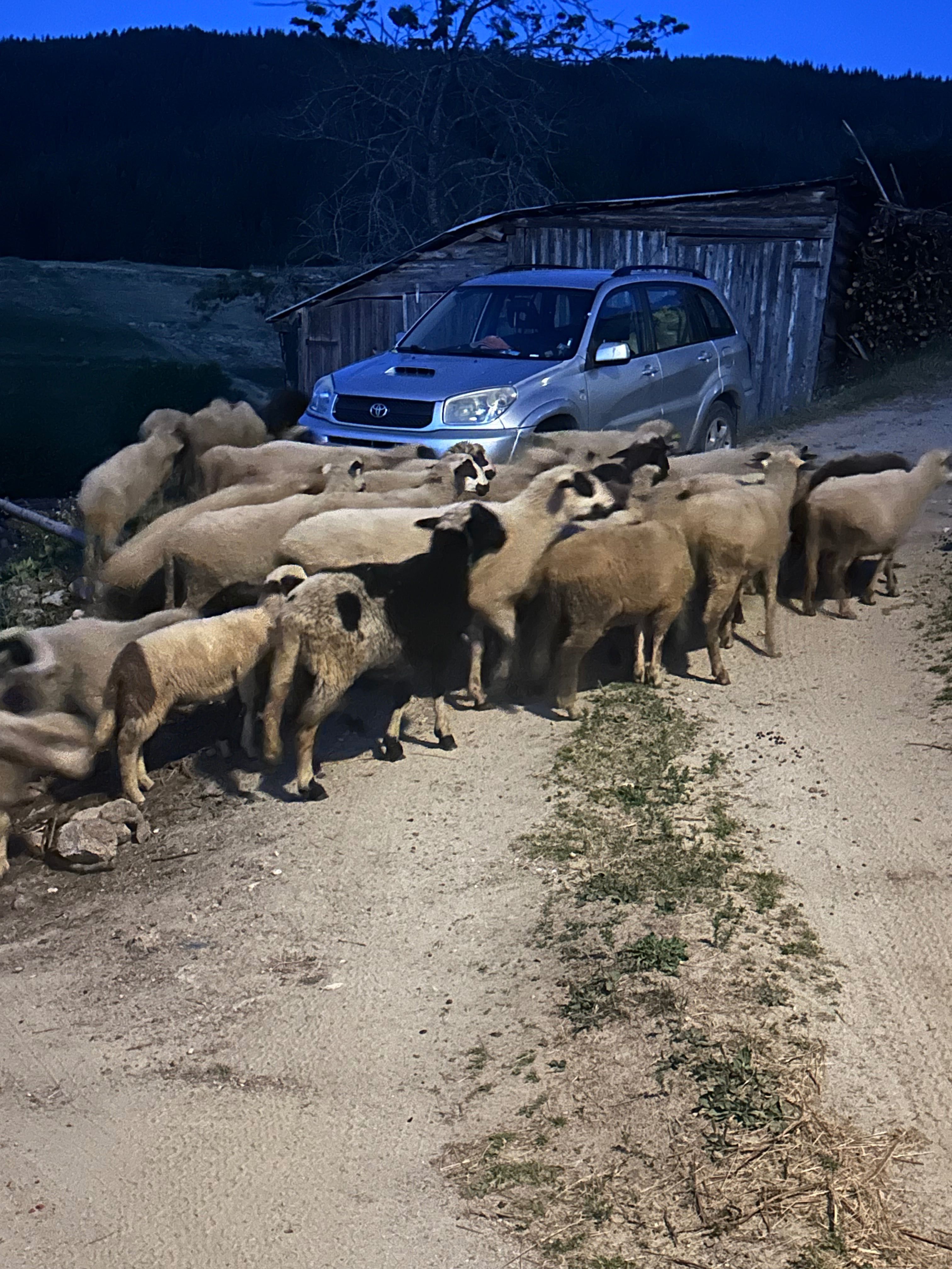 Агнета и овце…….