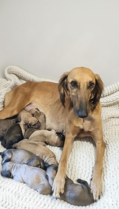 Щенки наполовину тазы девочки