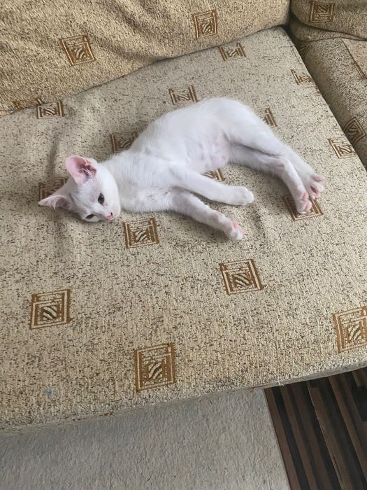 Ofer spre adoptie motanel full white