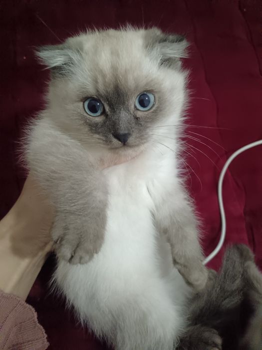 Mushuk sotiladi 1mln bolalari 500 ming