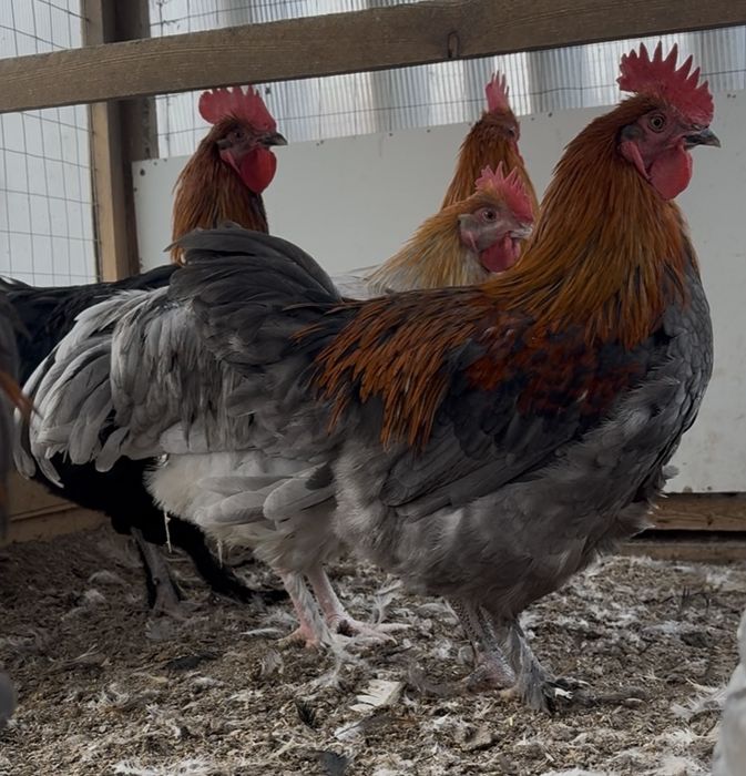 Петухи маран племенные