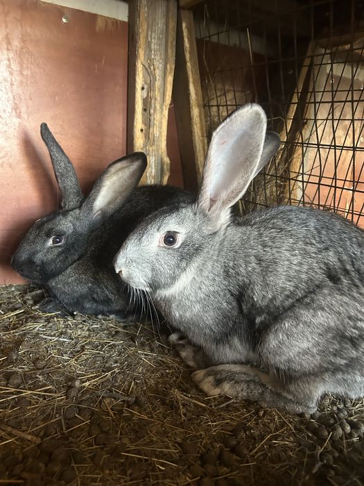 Продам кроликов 4 месячные