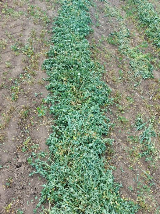 Vand baloti de lucerna