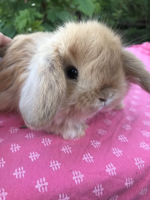 Кролики декоративные карликовые
