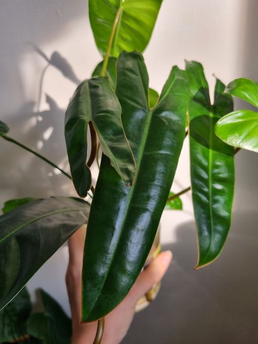 Philodendron butasi
