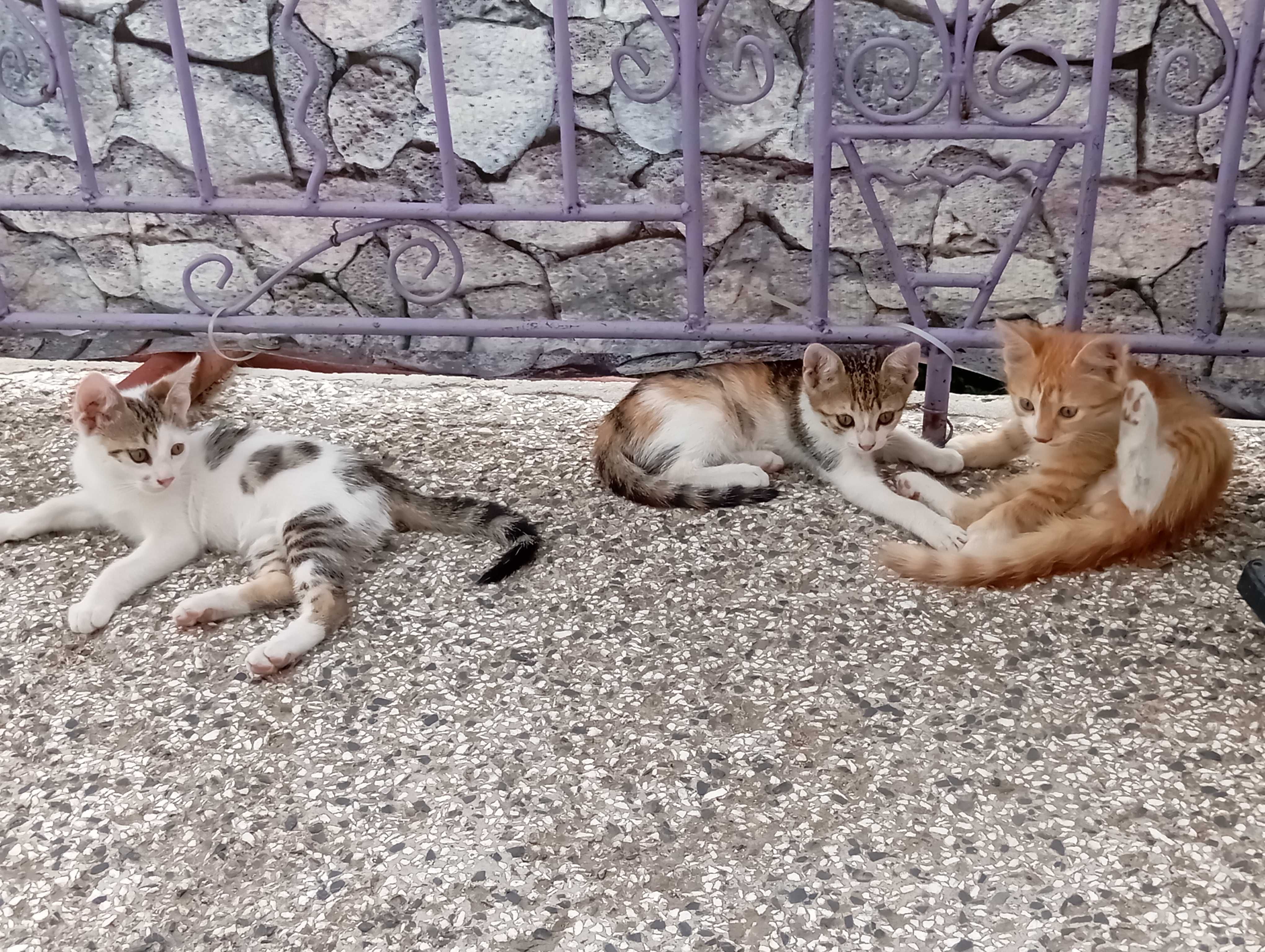 Подарявам котенца