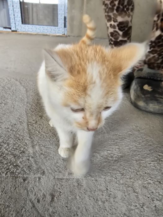 Отдам котёнка в добрые руки