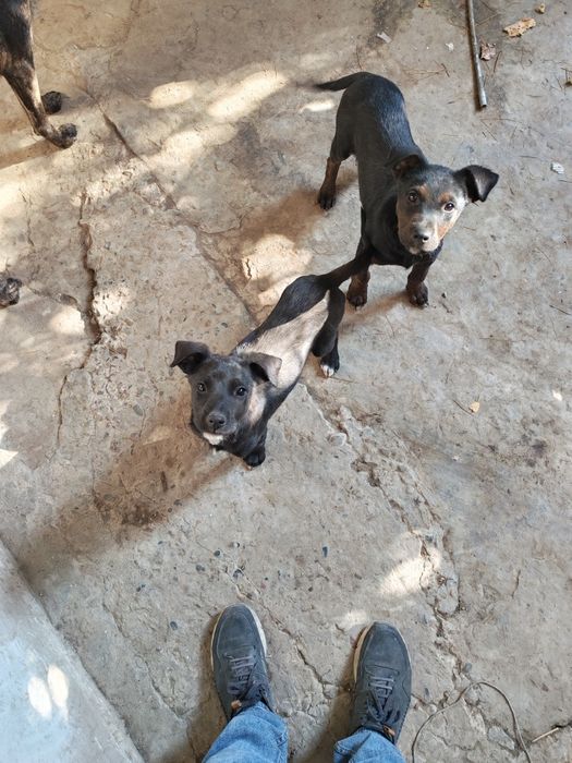 Pitbul  kuchukchala питбул