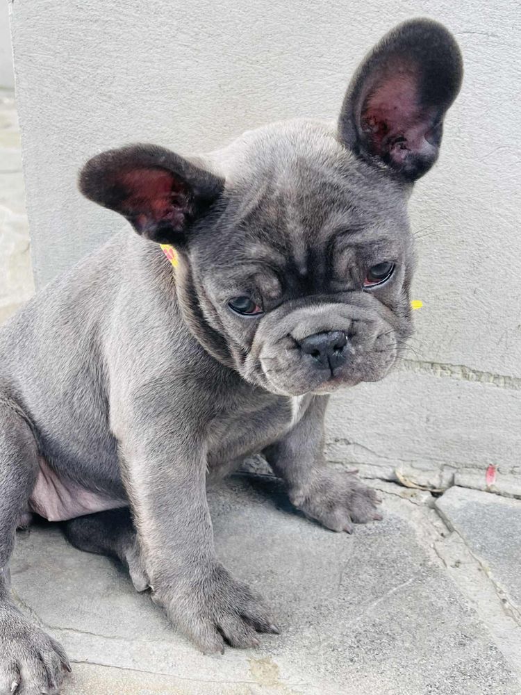 Bulldog francez blue femelă