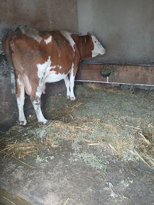 Vând vaca bună de lapte