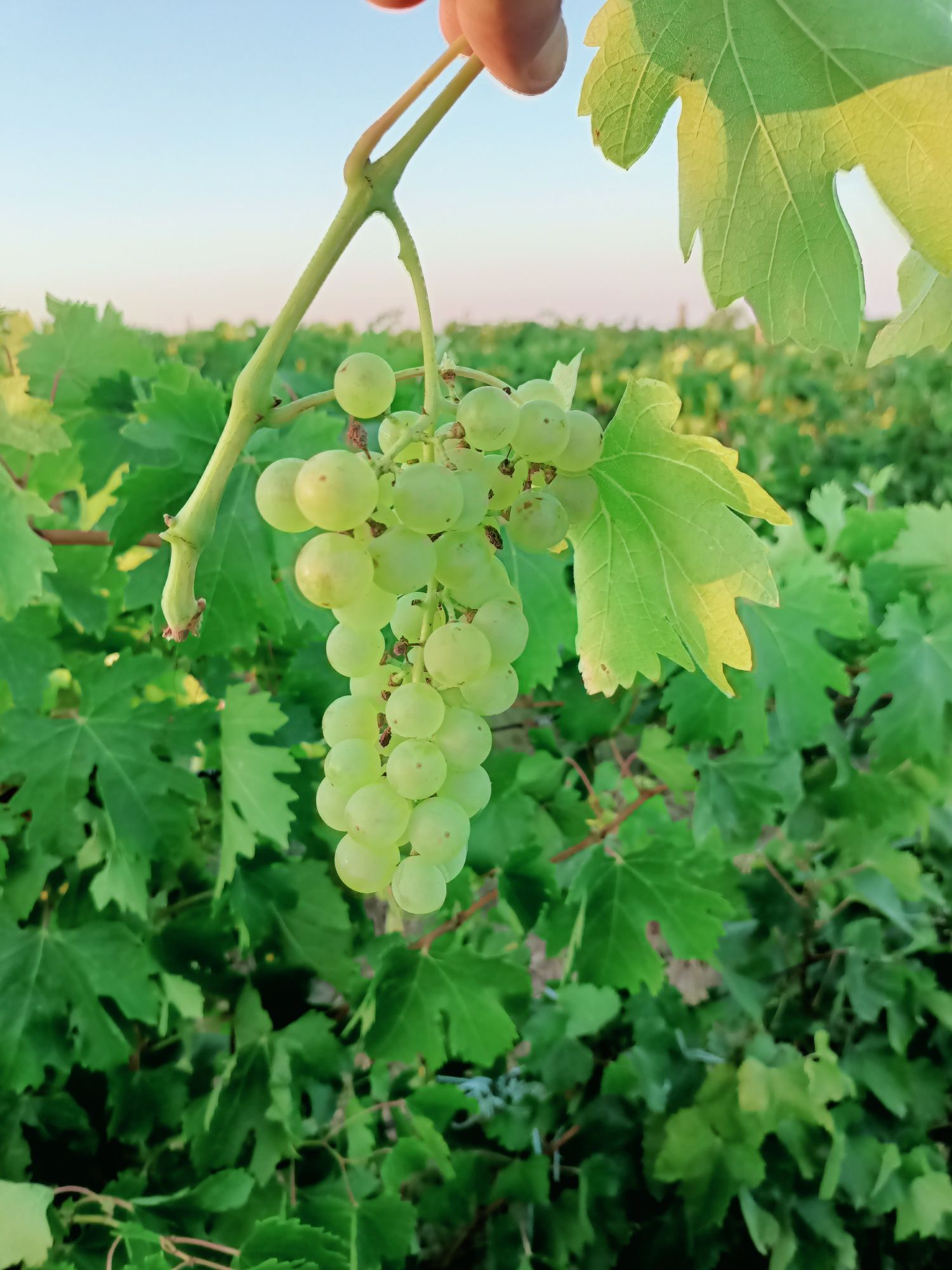 Struguri de vin diferite soiuri fetească regală resling galbena Odobeș