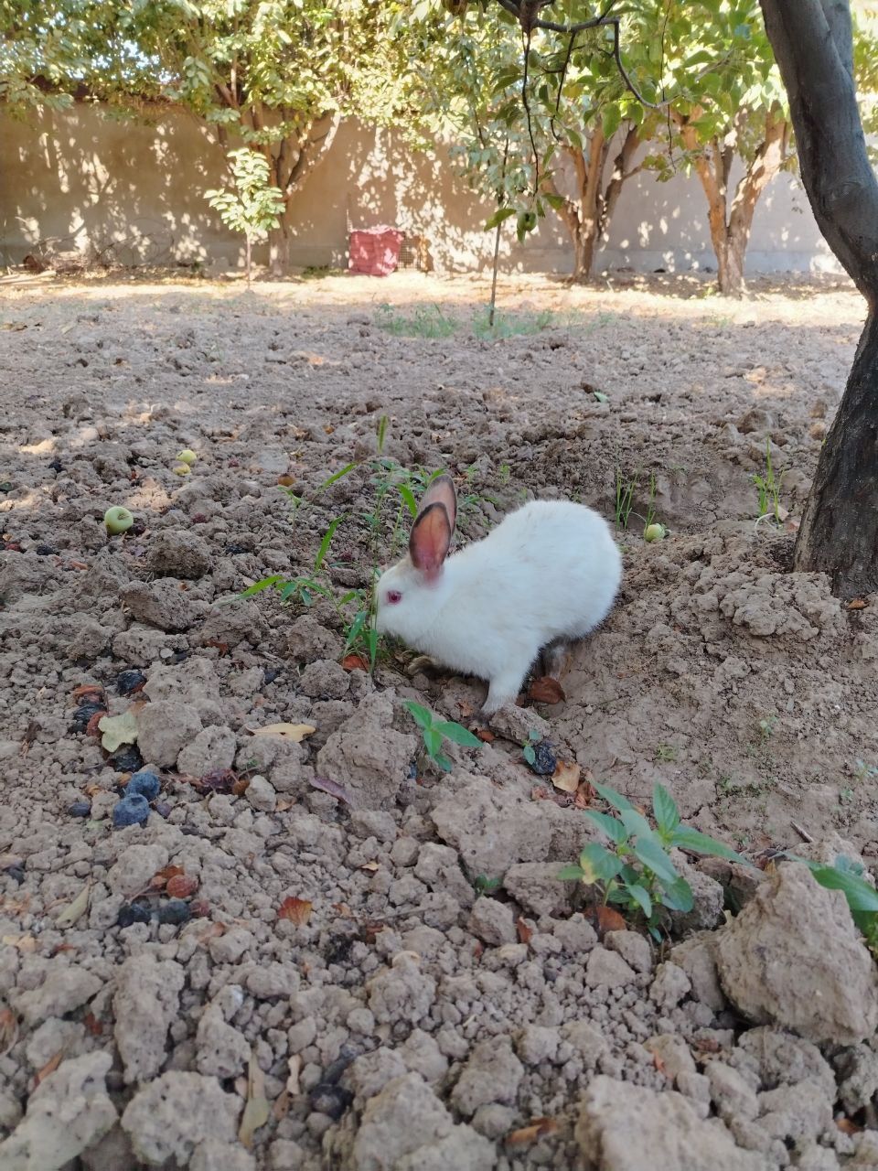 Quyonchalar 2 dona