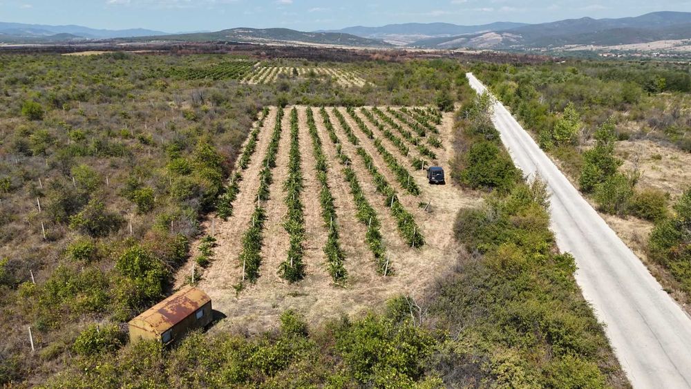 Продавам изгодно лозе мерло в село Виноградец като чудесна инвестиция!