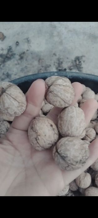 Әдемі жаңғақтар бар