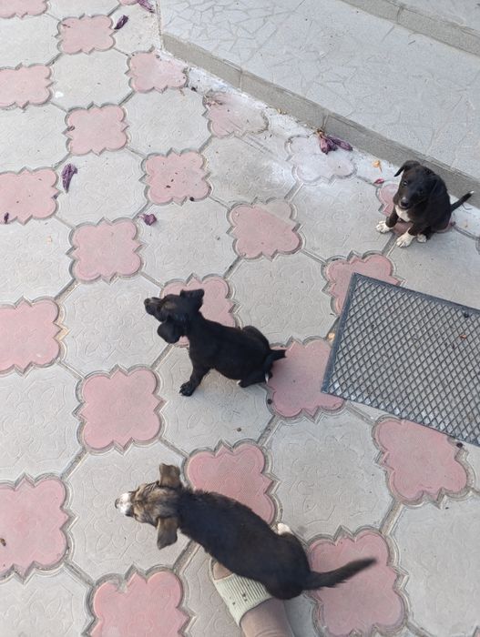 Отдам щенков в хорошие руки .будут маленькие  звоночки.возраст 2 месяц