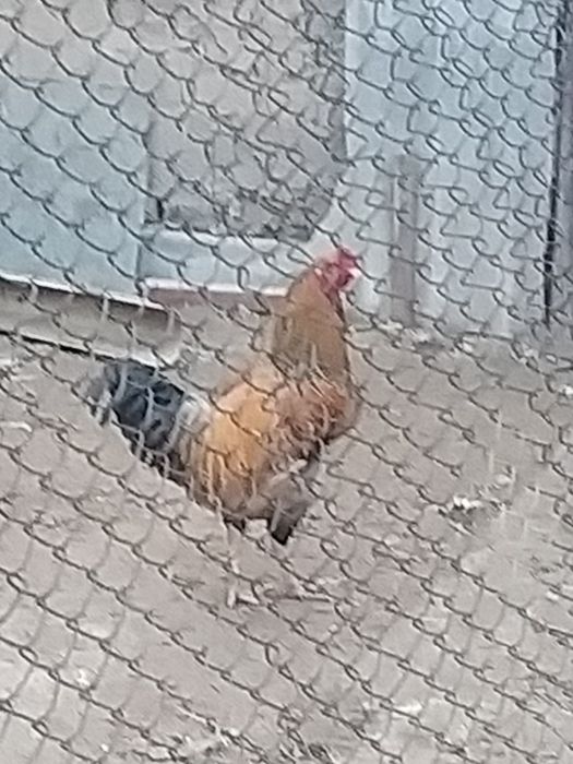 продается  артуда молодняк