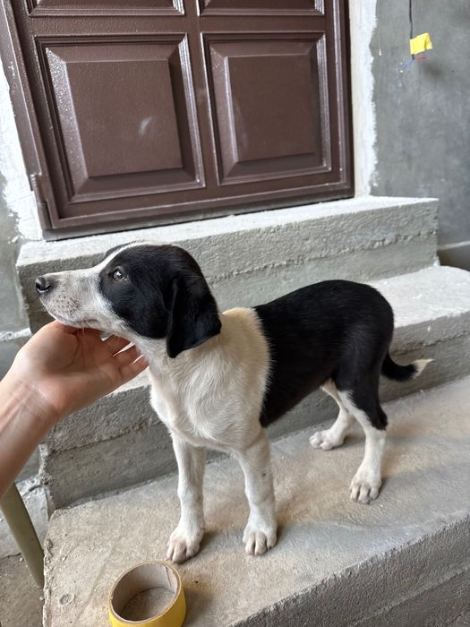 Срочно пристраиваются щенки