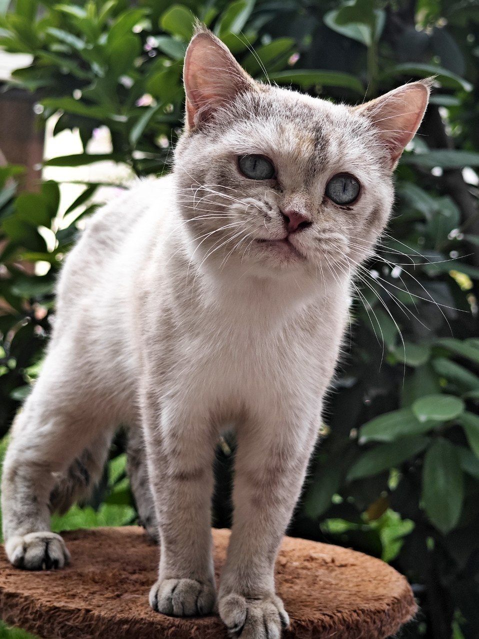 Sotiladi shinshilla qiz muwuk