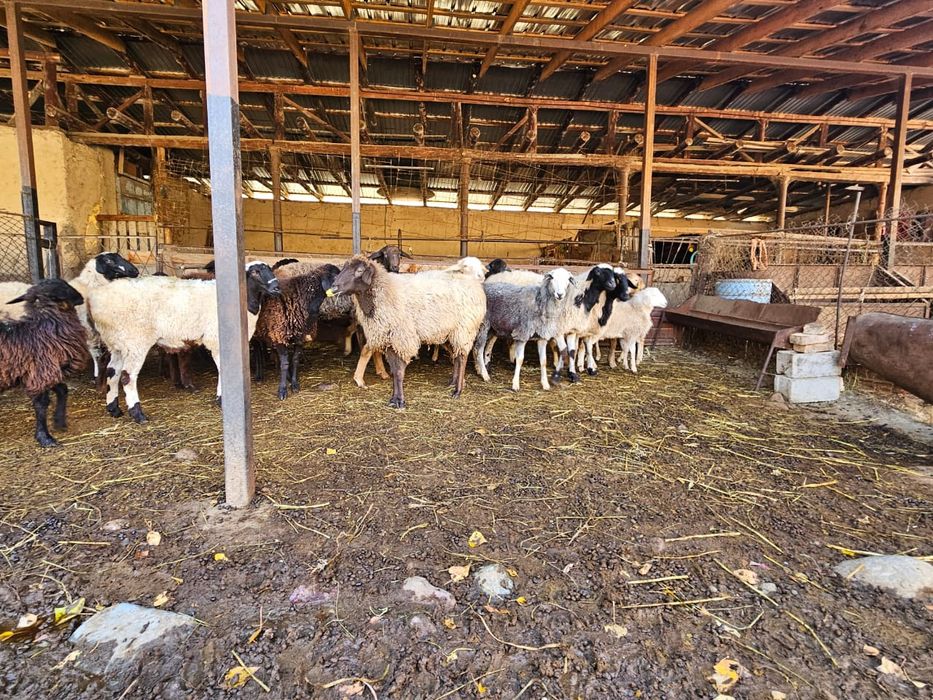 Продам хороших, молодых маток