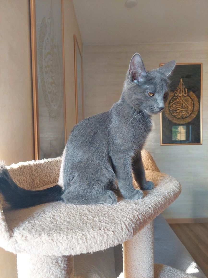 Котёнок девочка Русская голубая