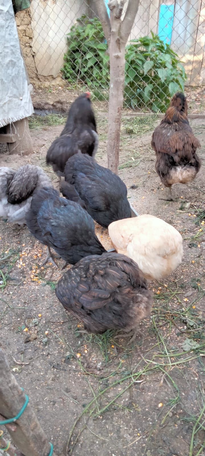 Vând familie găini Araucana