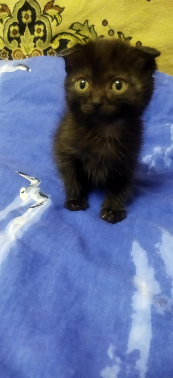 Отдать котёнка, девочка!