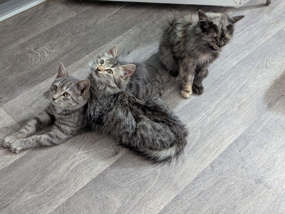 Отдам трёх котят (всех или по одному) в добрые руки. Возраст: 5 мес