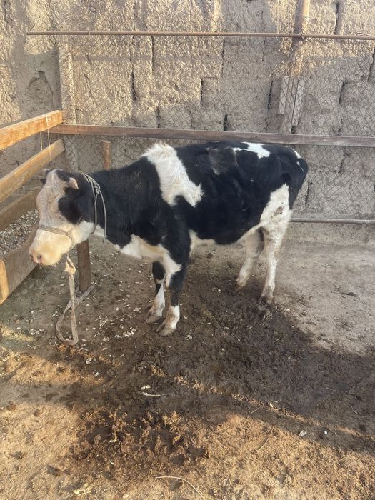 Кашар быр туган бойдак