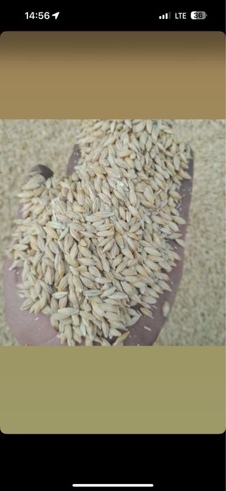 Arpa qozoq 50kg qopli vagondan