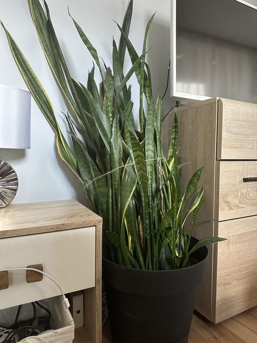 Сансевиера цвете в саксия