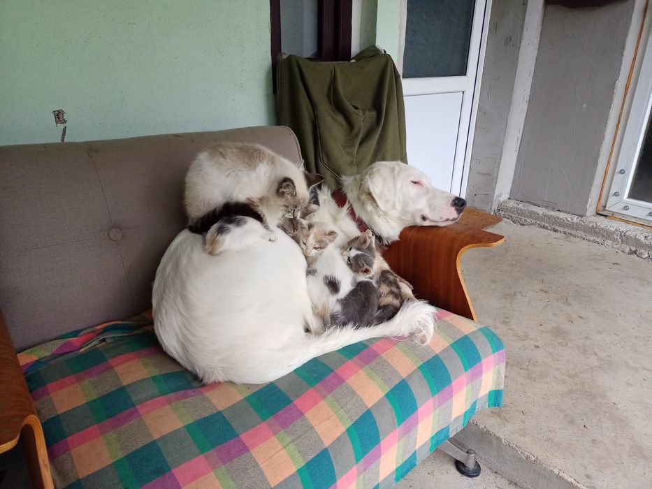 Cinci pisicuțe pisici