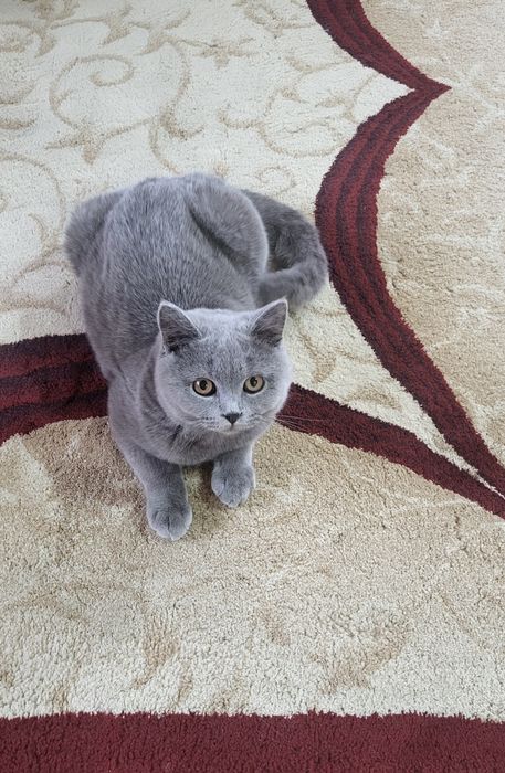 British shorthair