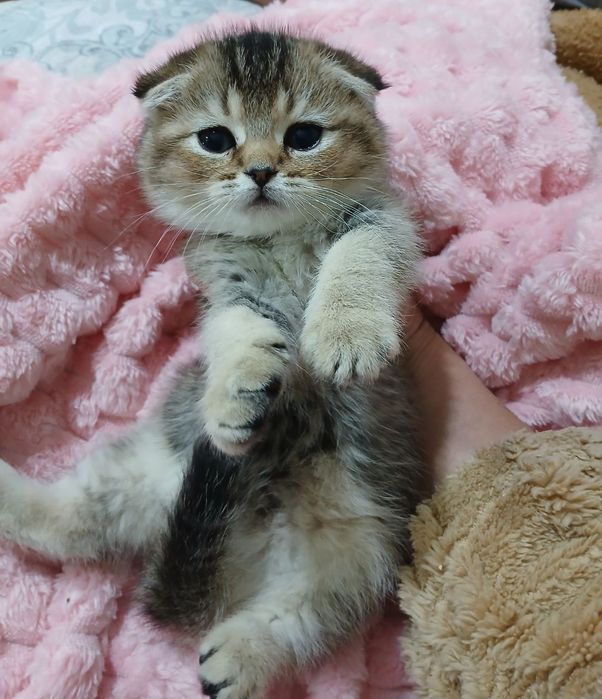 Продаю котёнка девачка