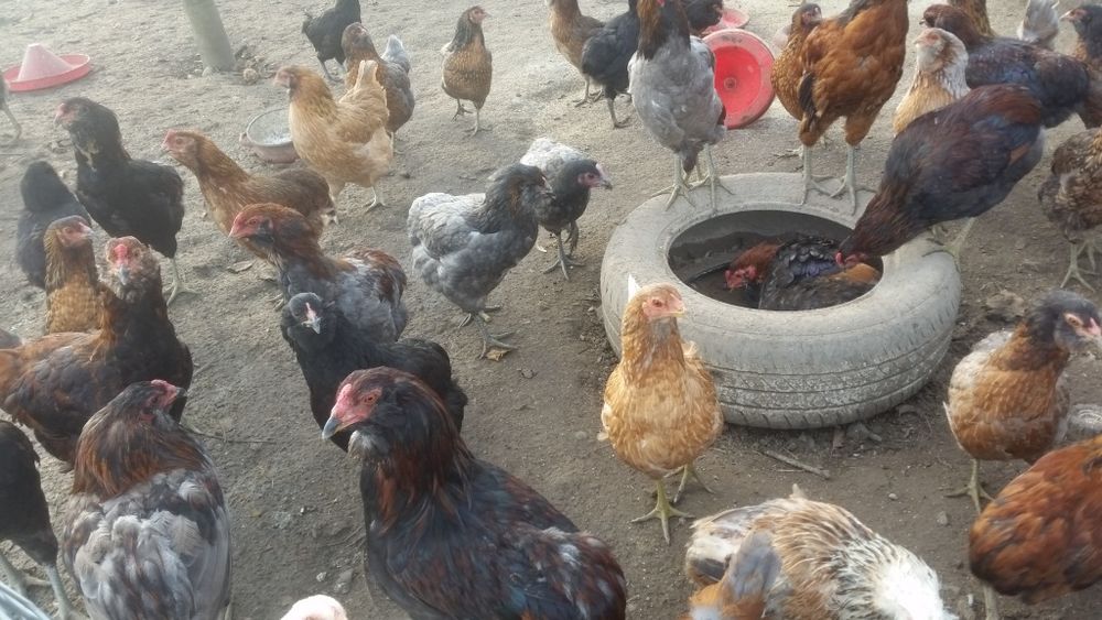 Vând familii de găini Araucana care produc oua verzi fără colesterol